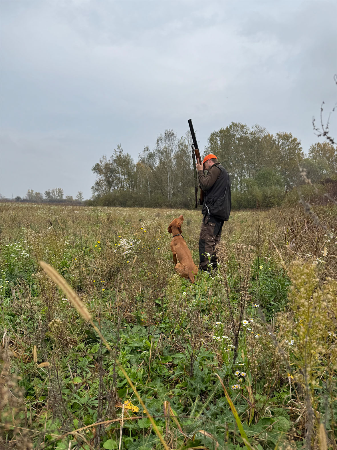 Magyar Vizsla – ein besonderer Moment