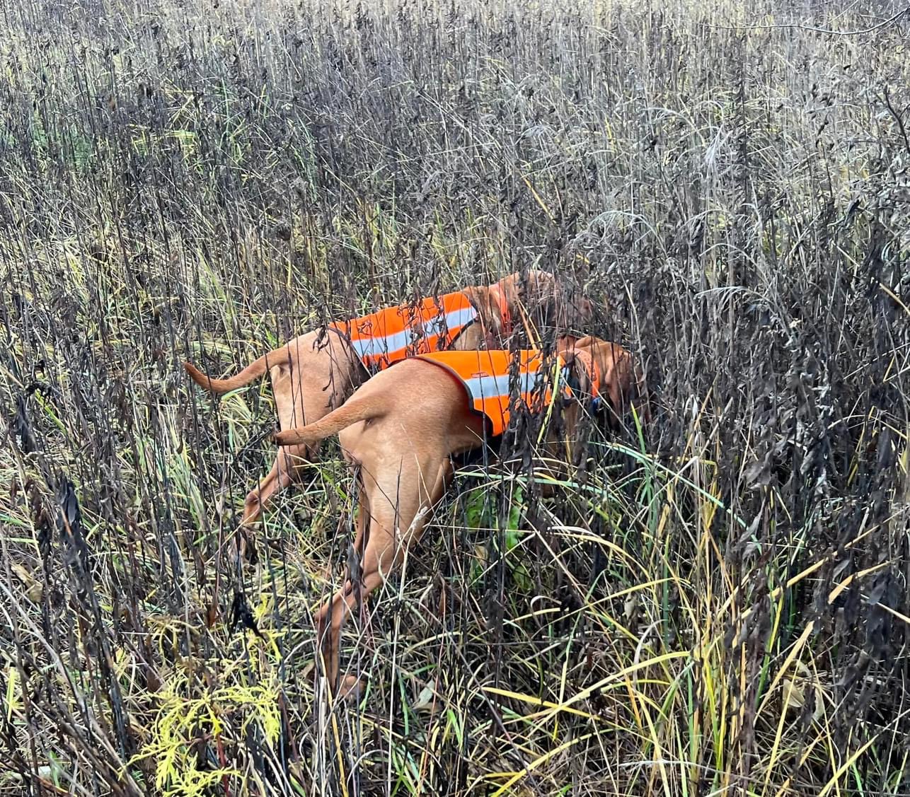 Magyar Vizsla bei einer Jagdprüfung
