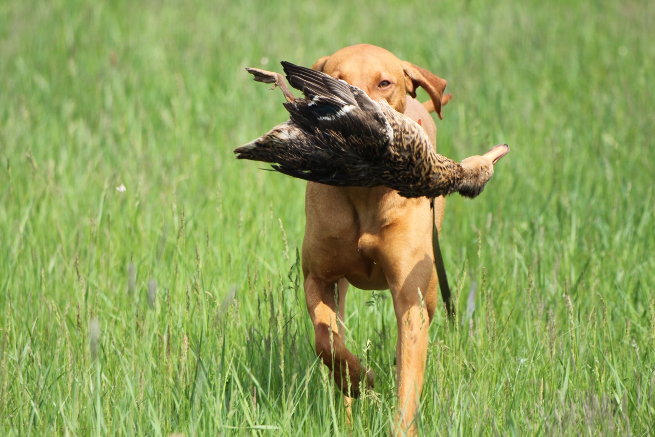 Magyar Vizsla – ruhiger Blick