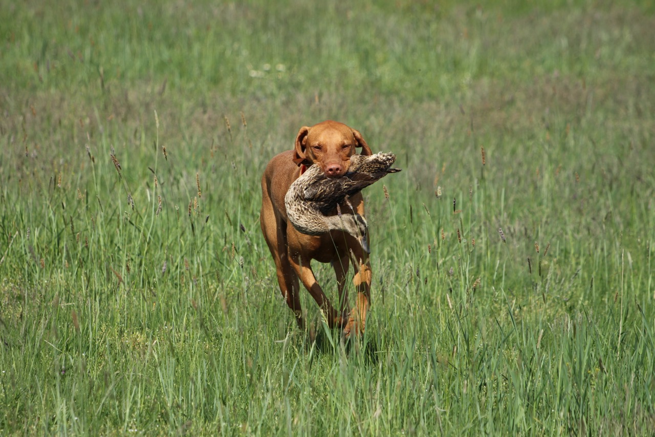 Magyar Vizsla in der fränkischen Natur