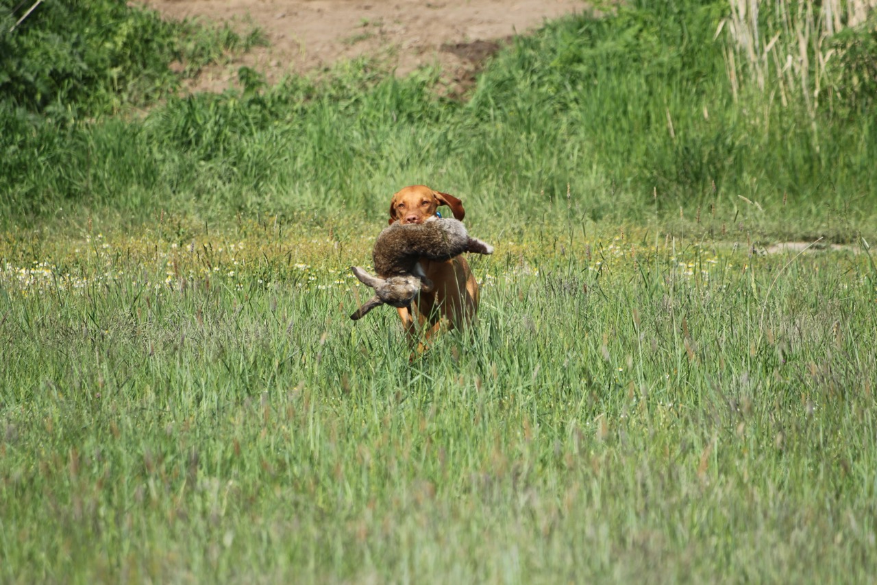 Magyar Vizsla in freier Natur