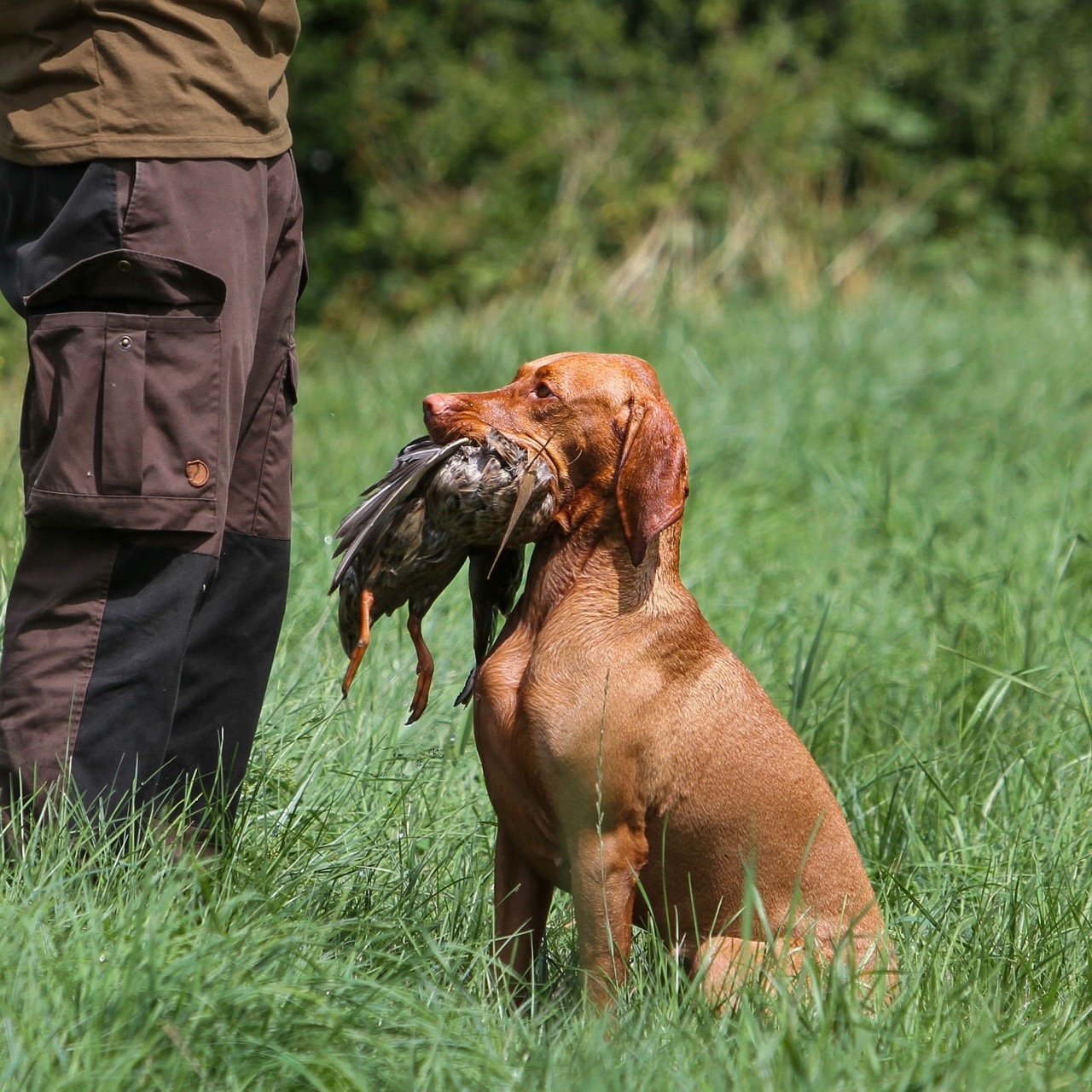 Magyar Vizsla unterwegs in Unterfranken