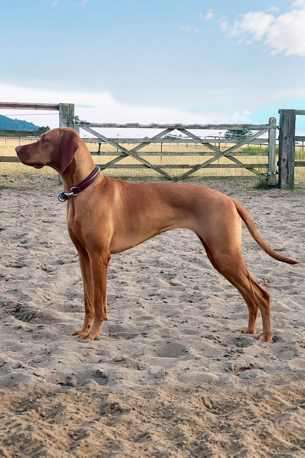 Unsere Hündin – Magyar Vizsla Zuchthündin