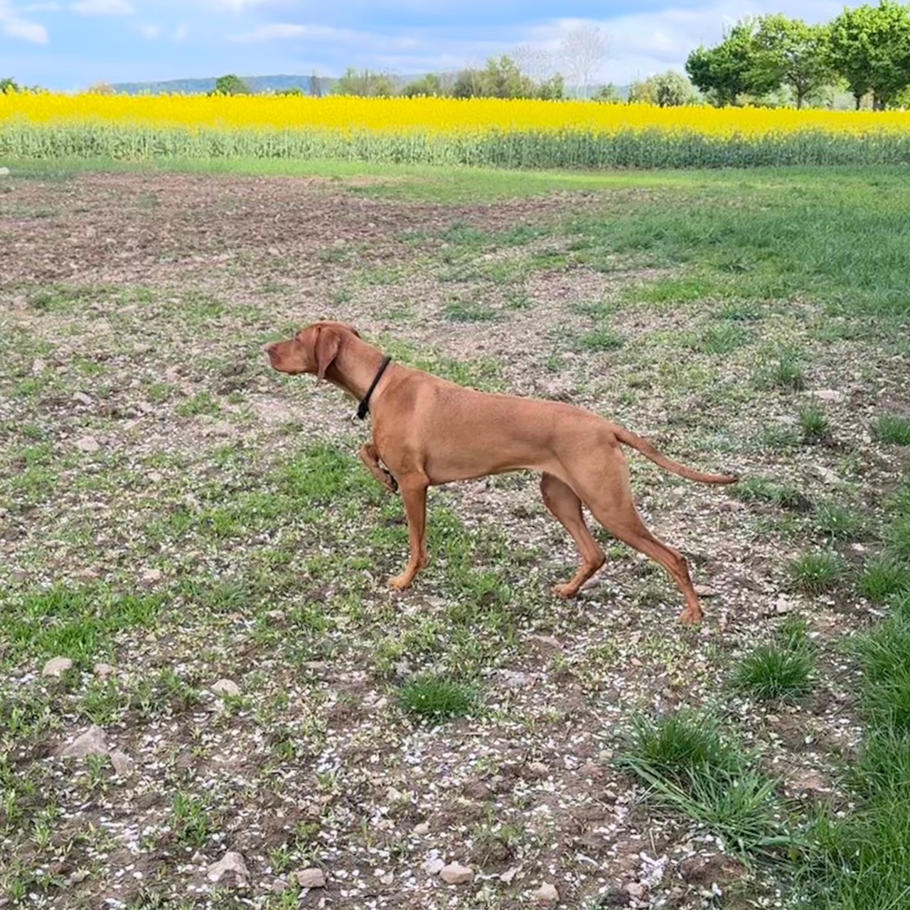 Magyar Vizsla in klassischer Pose