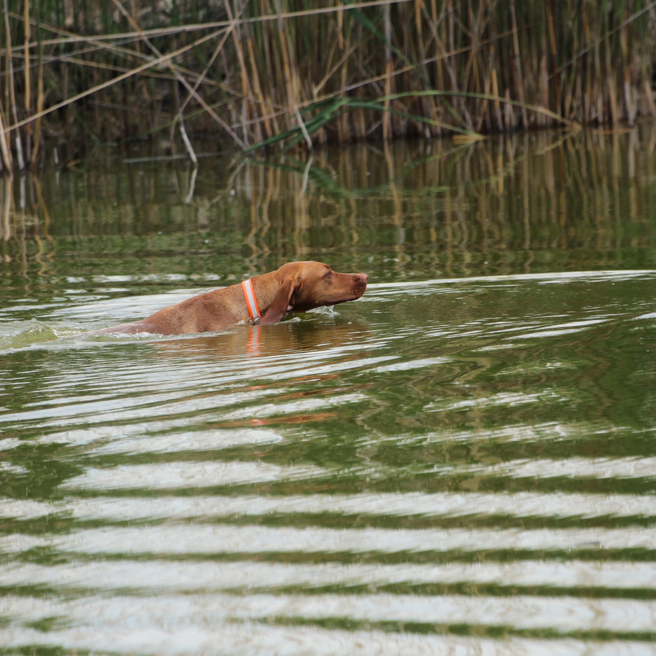 Magyar Vizsla in der Natur Unterfrankens