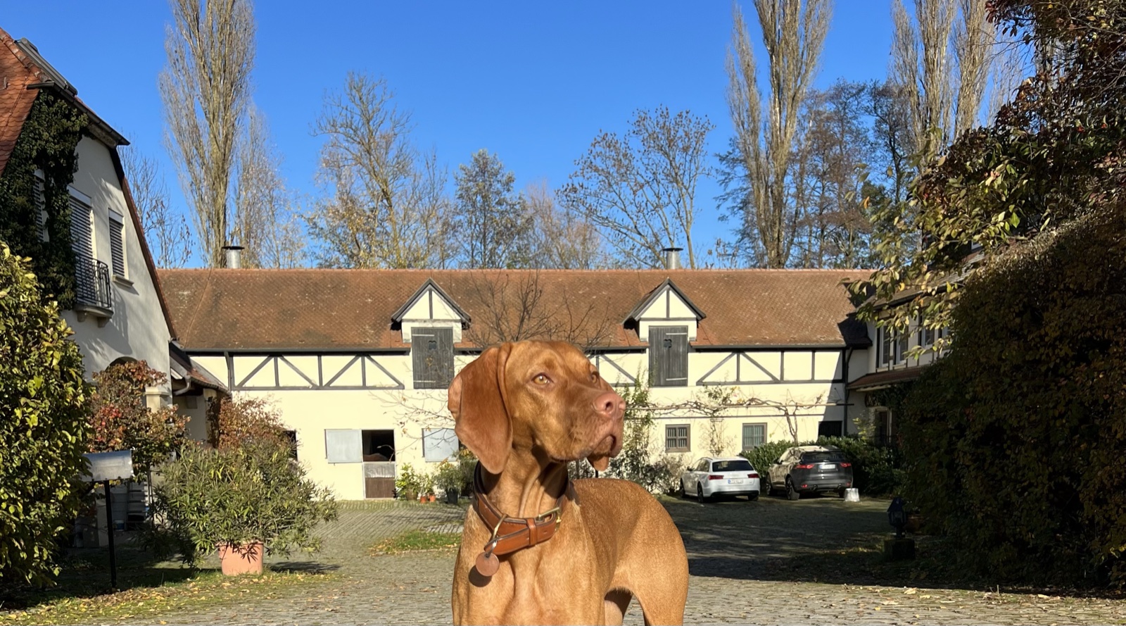 Magyar Vizsla vor der Sandmühle