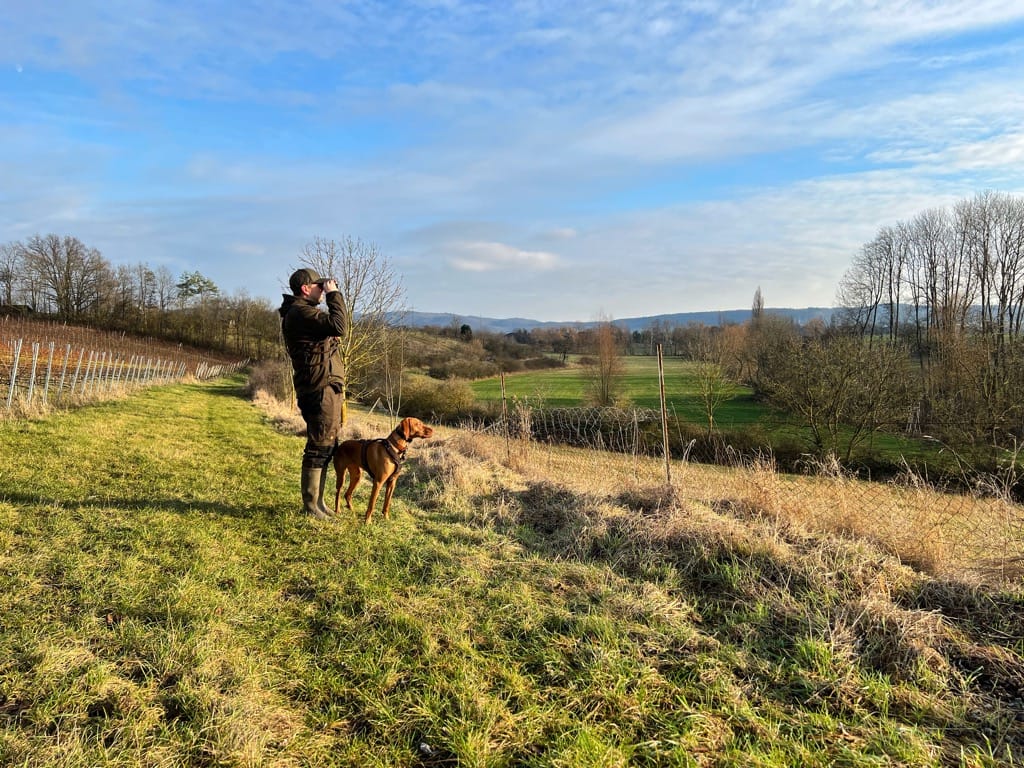 Magyar Vizsla – Impression