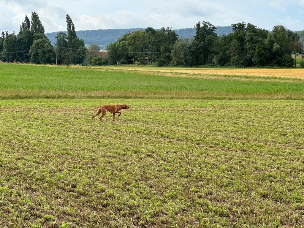Magyar Vizsla – ein besonderer Moment