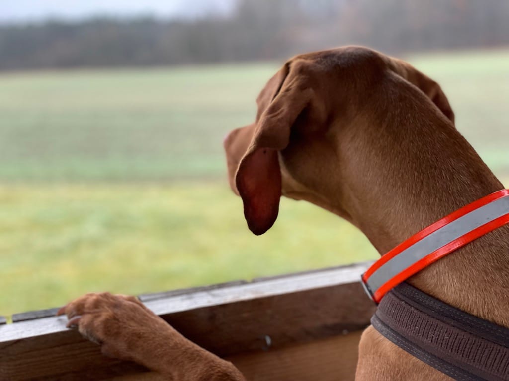 Jagdhund im Einsatz