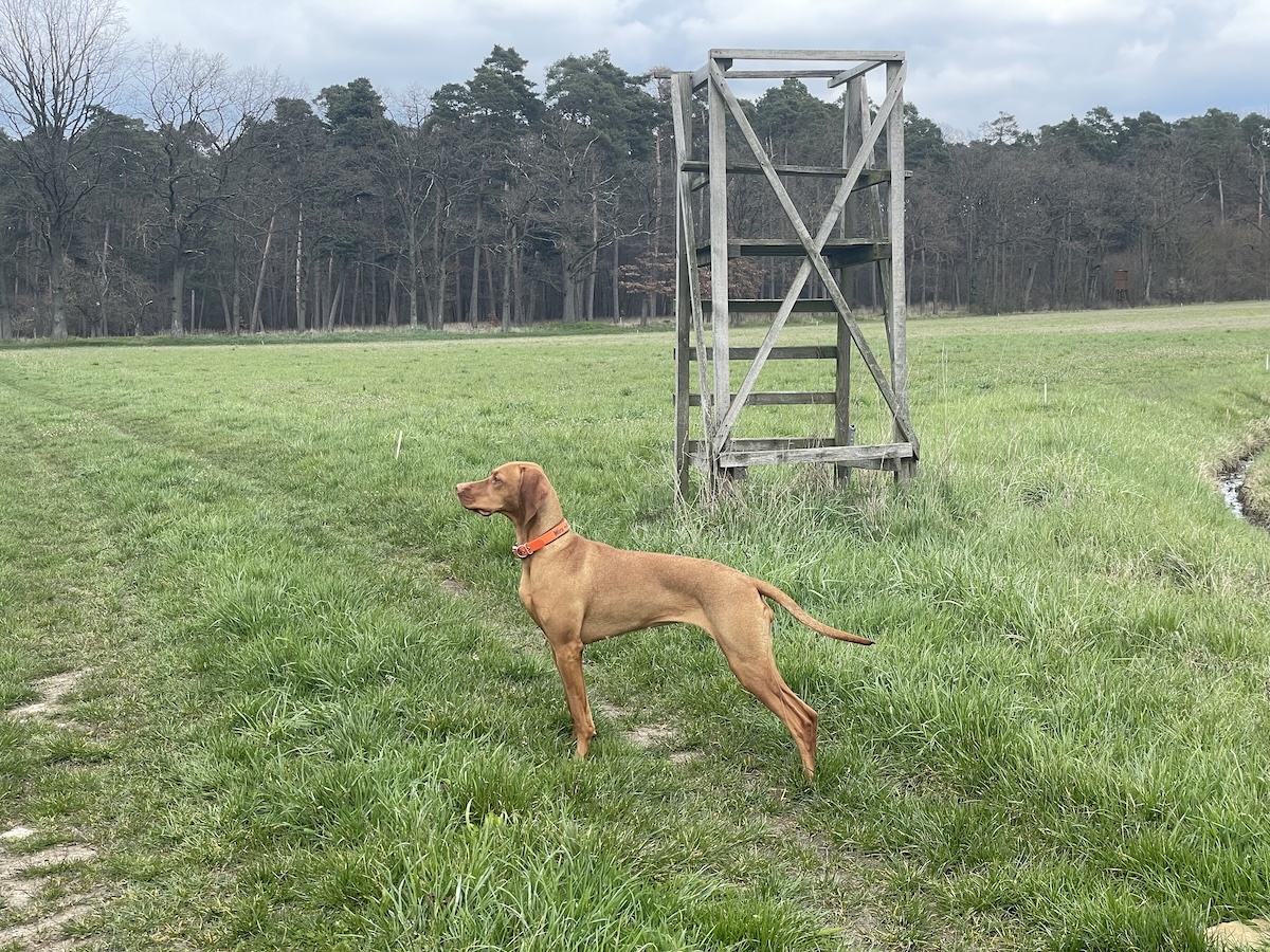 Magyar Vizsla vor einem Drückjagdbock