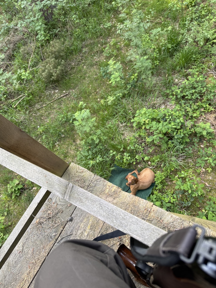 Magyar Vizsla unter einem Drückjagdbock