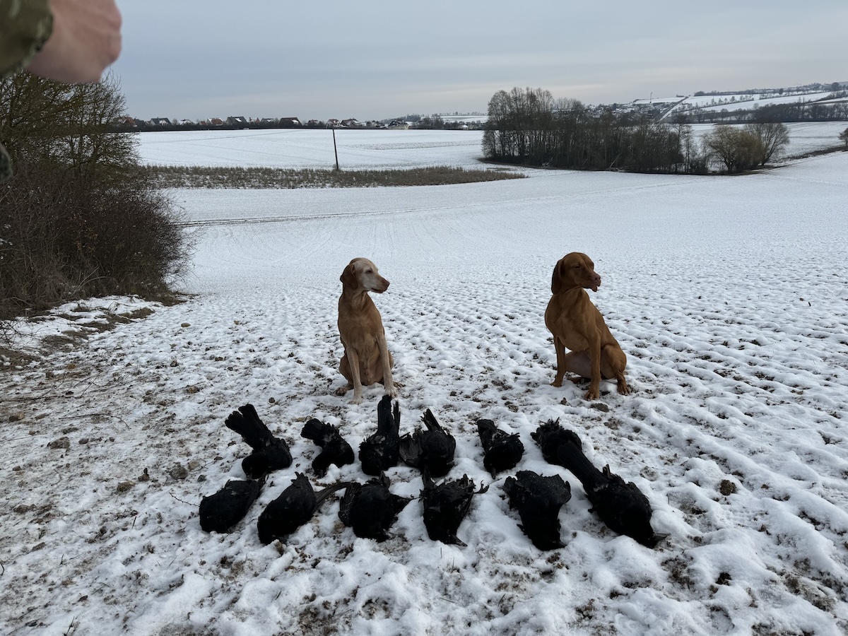 Magyar Vizsla vor Krähen