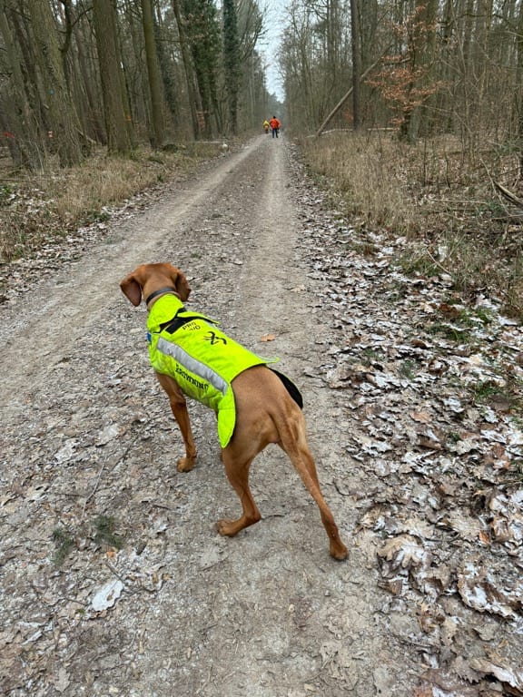 Magyar Vizsla – Drückjagd