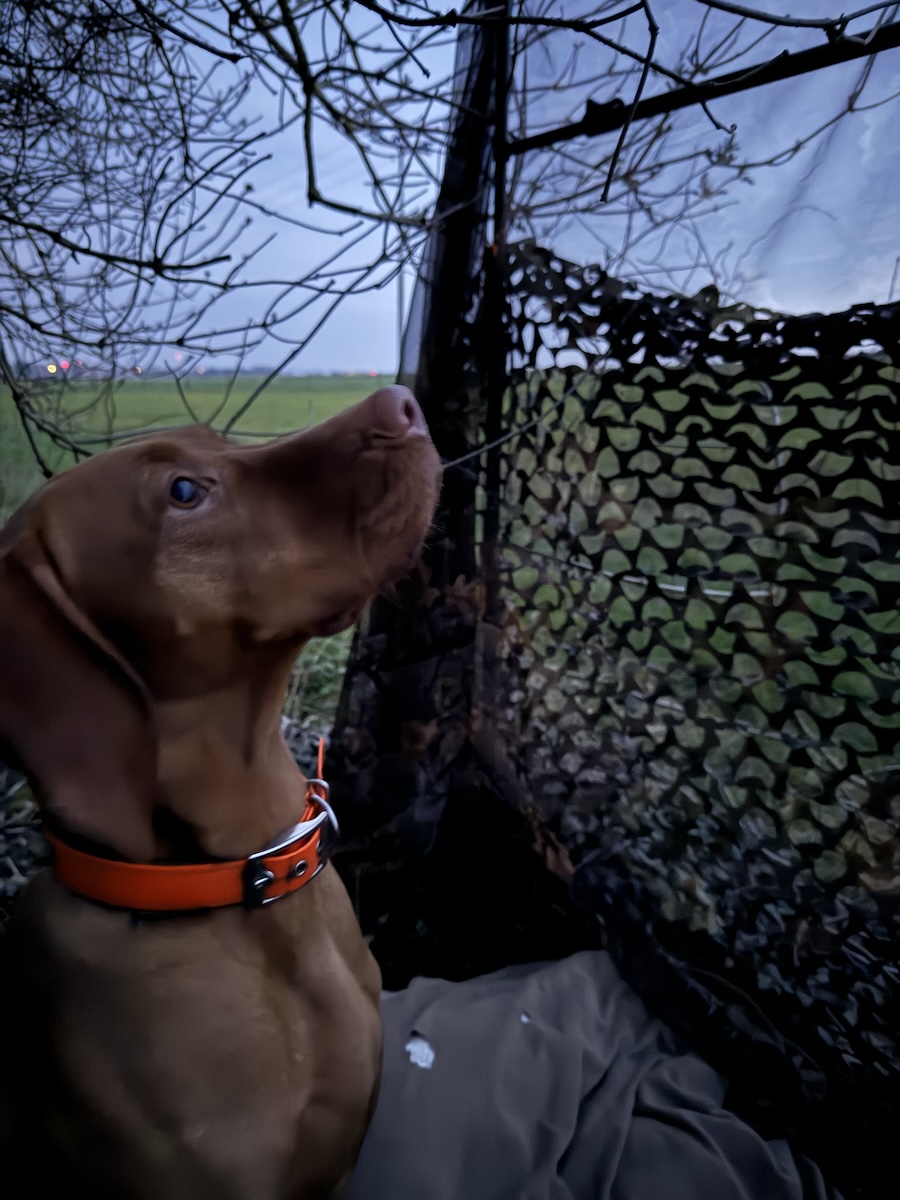 Magyar Vizsla bei der Krähenjagd