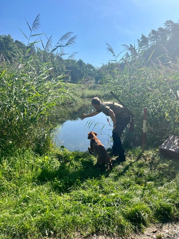 Magyar Vizsla voller Lebensfreude