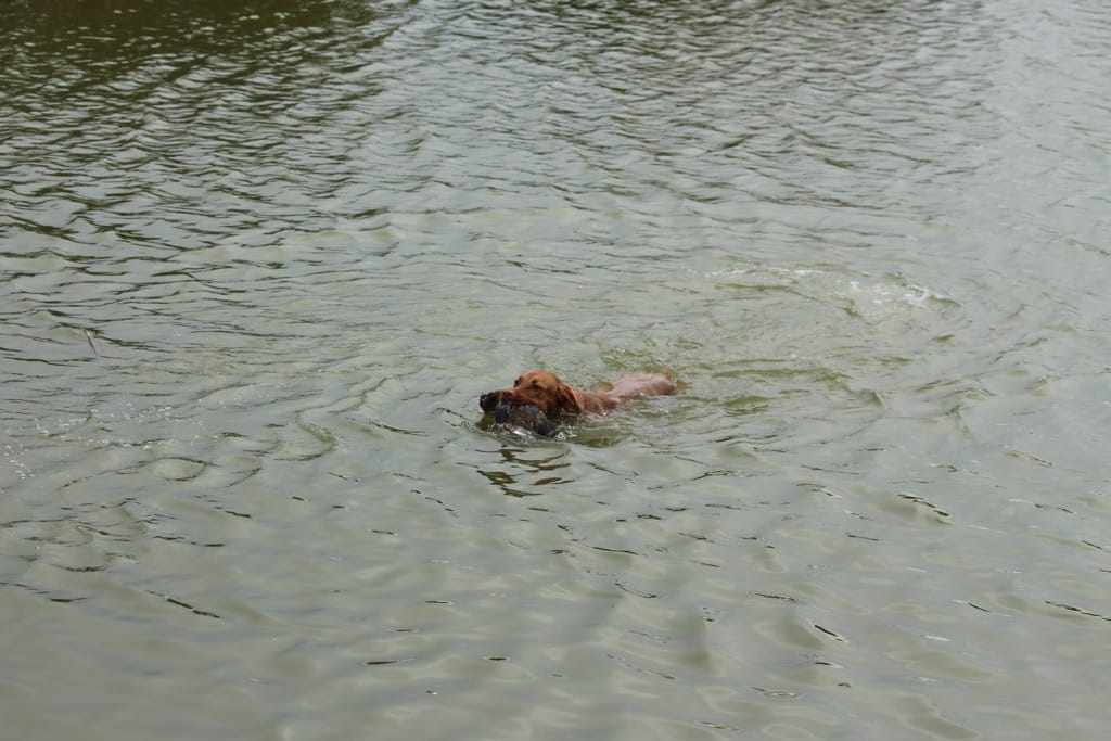 Magyar Vizsla im Wasser