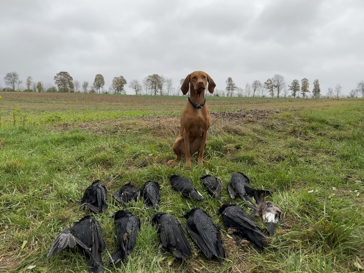 Magyar Vizsla vor Krähen