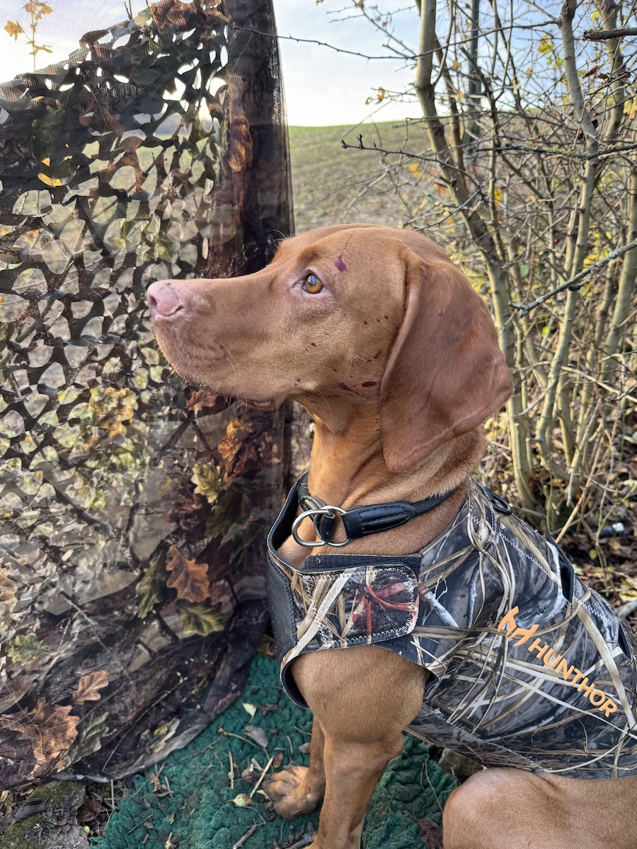 Magyar Vizsla bei der Krähenjagd