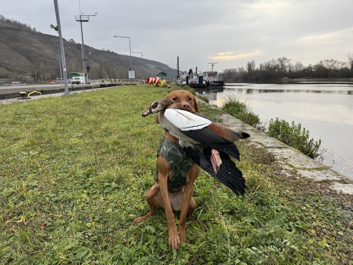 Magyar Vizsla apportiert Gans