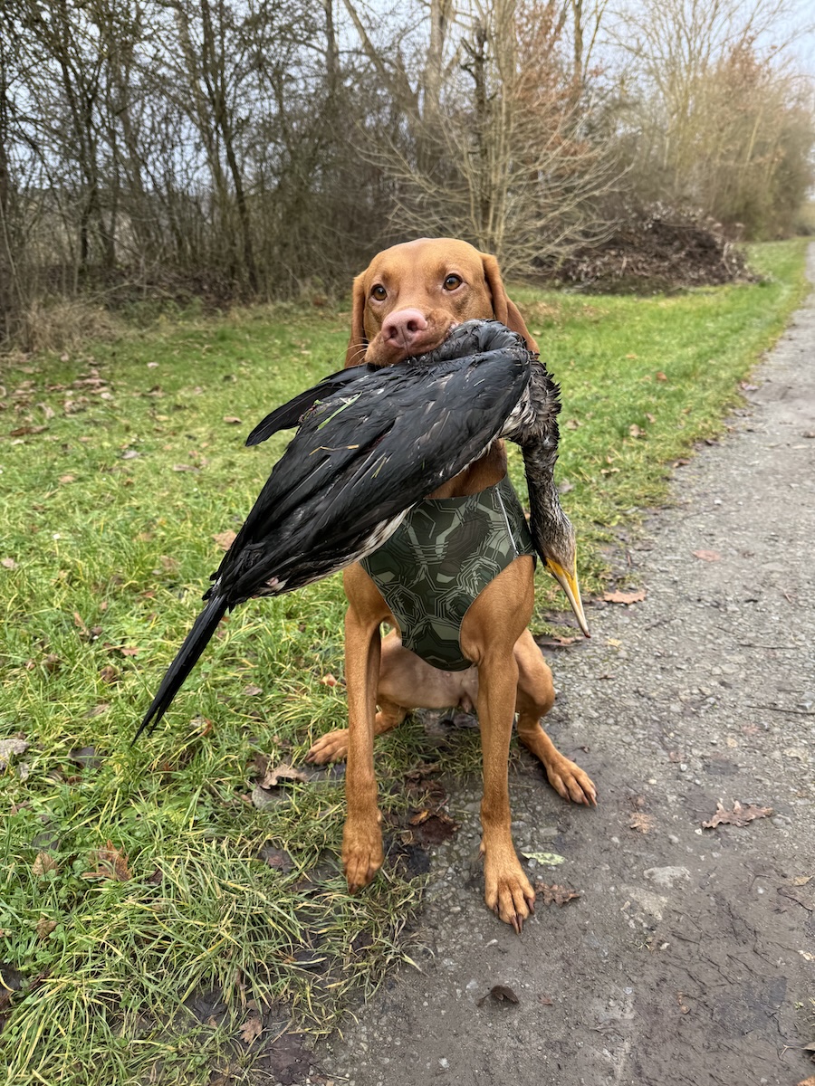 Magyar Vizsla apportiert Kormoran
