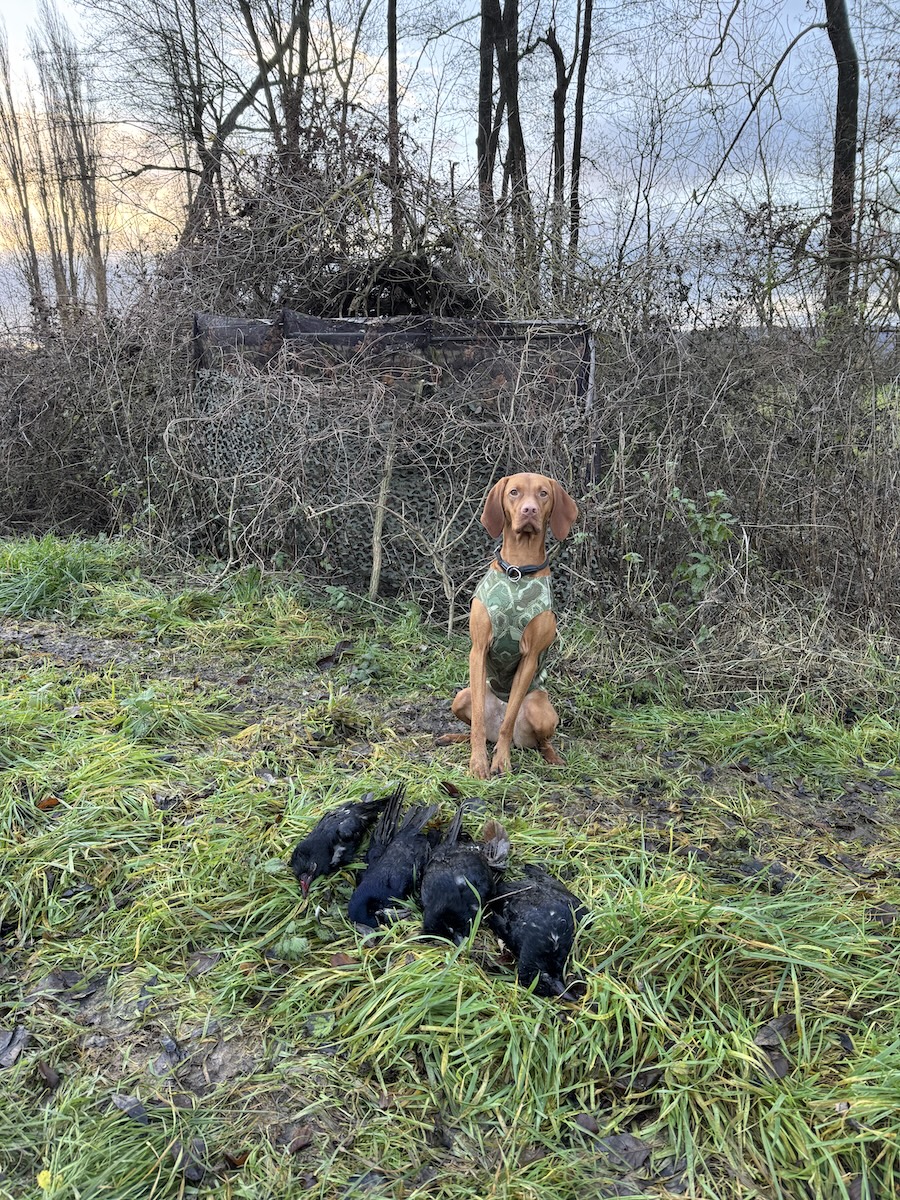 Magyar Vizsla vor einer Hecke
