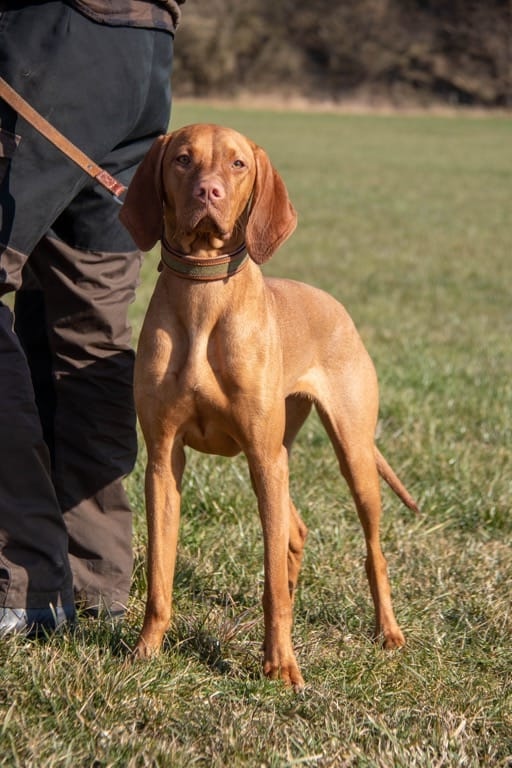 Magyar Vizsla Portrait