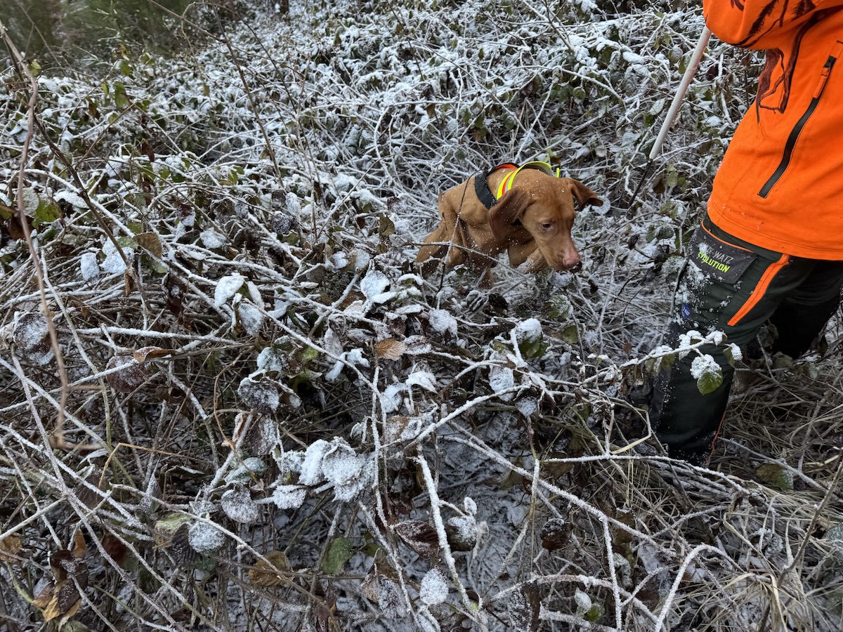 Magyar Vizsla im dichten Brombeergebüsch