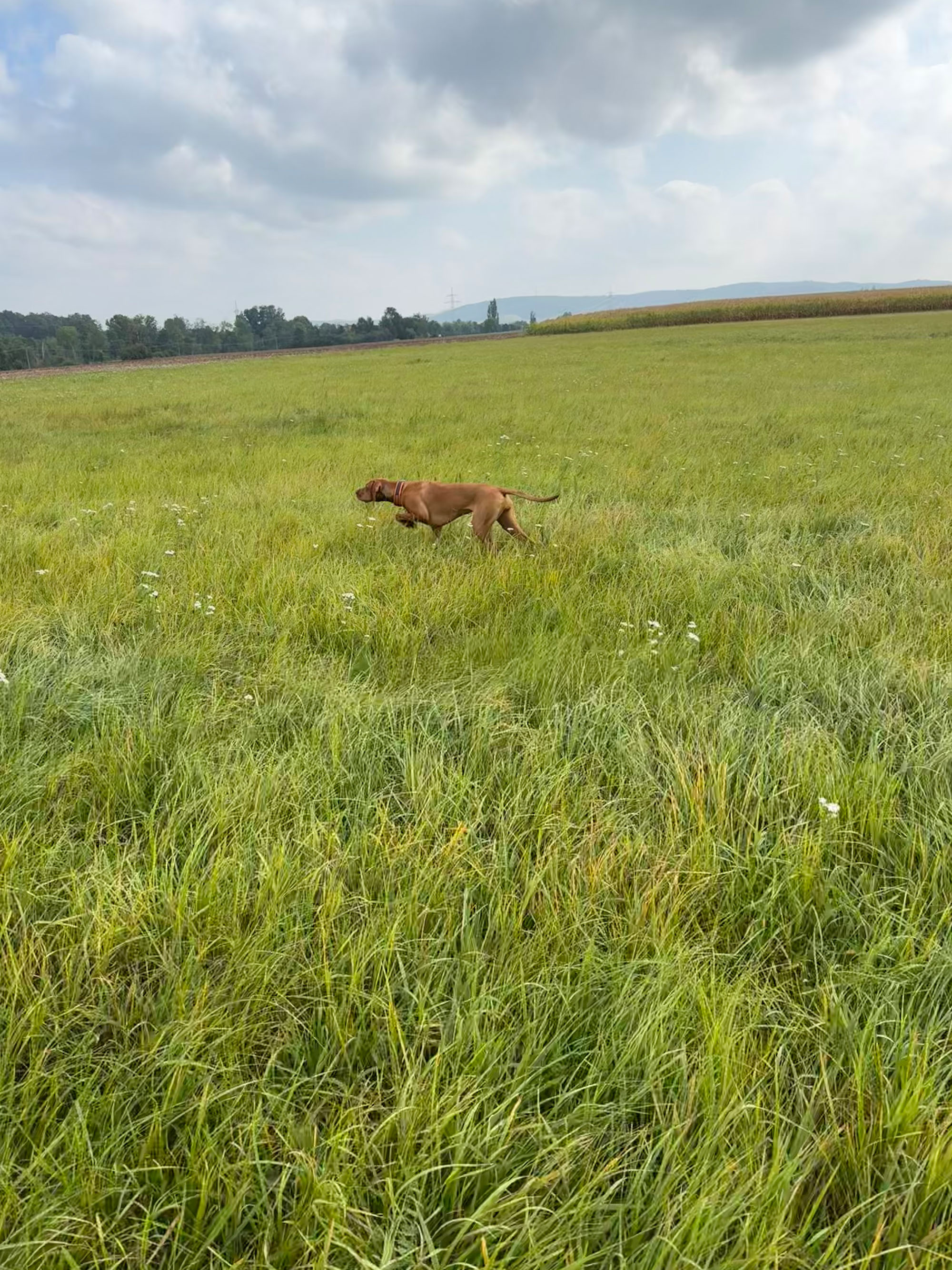 Magyar Vizsla beim Vorstehen