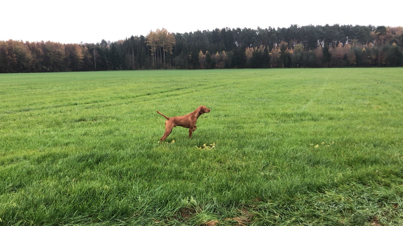 Aloisus von der Hopfendolde