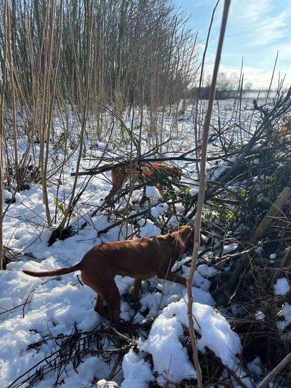 Magyar Vizsla unterwegs