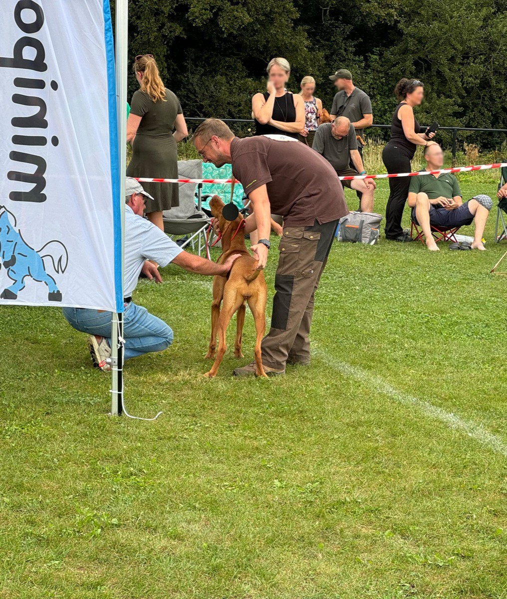 Magyar Vizsla bei der Ausstellung