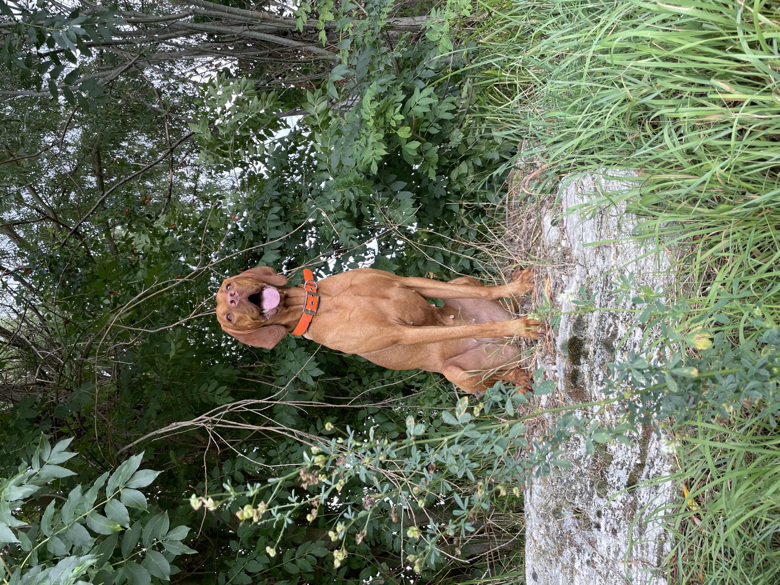Magyar Vizsla am Gewässer