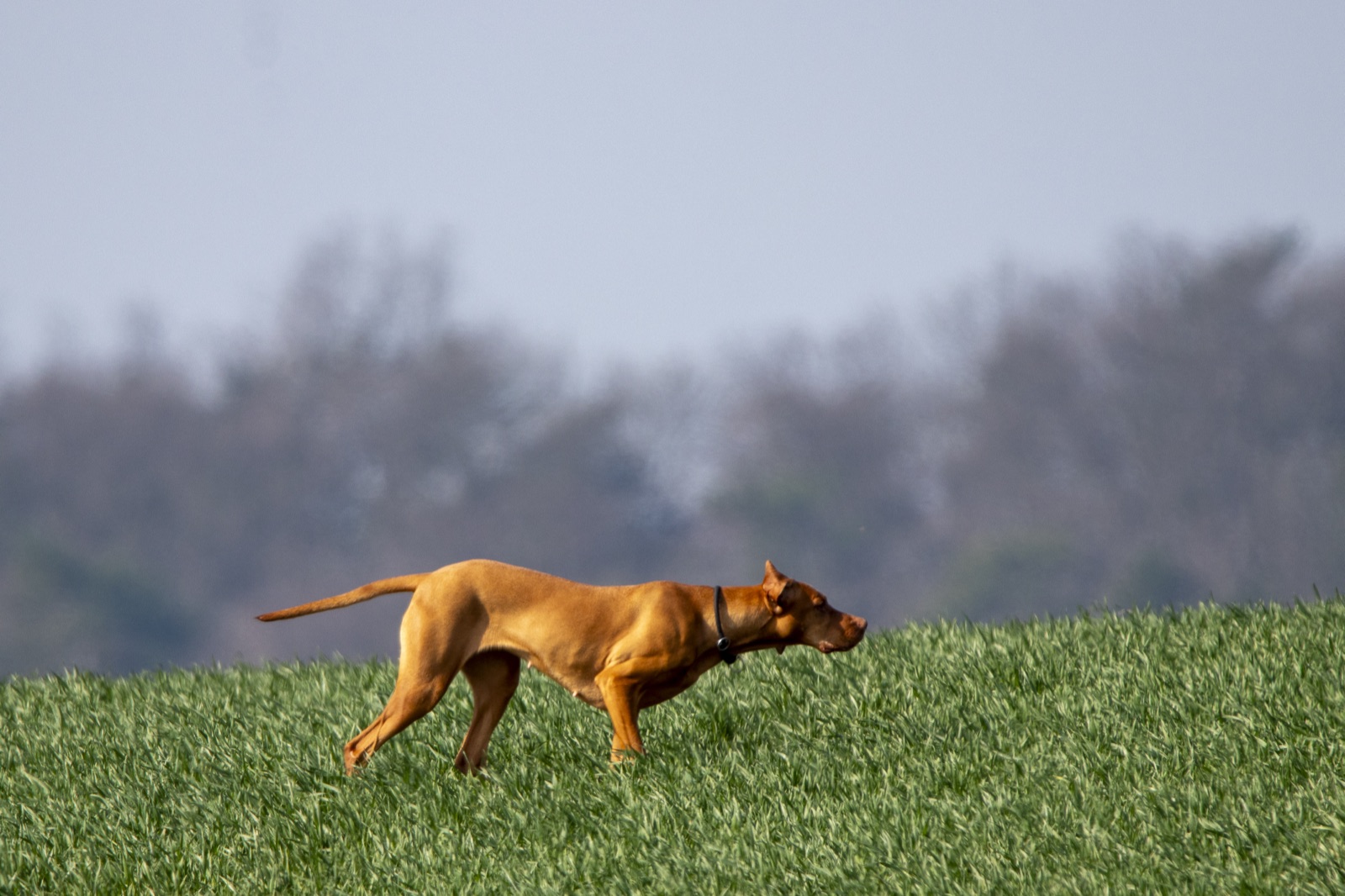 Magyar Vizsla beim Vorstehen