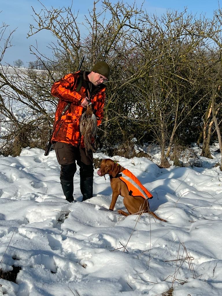 Magyar Vizsla bei der Winterjagd