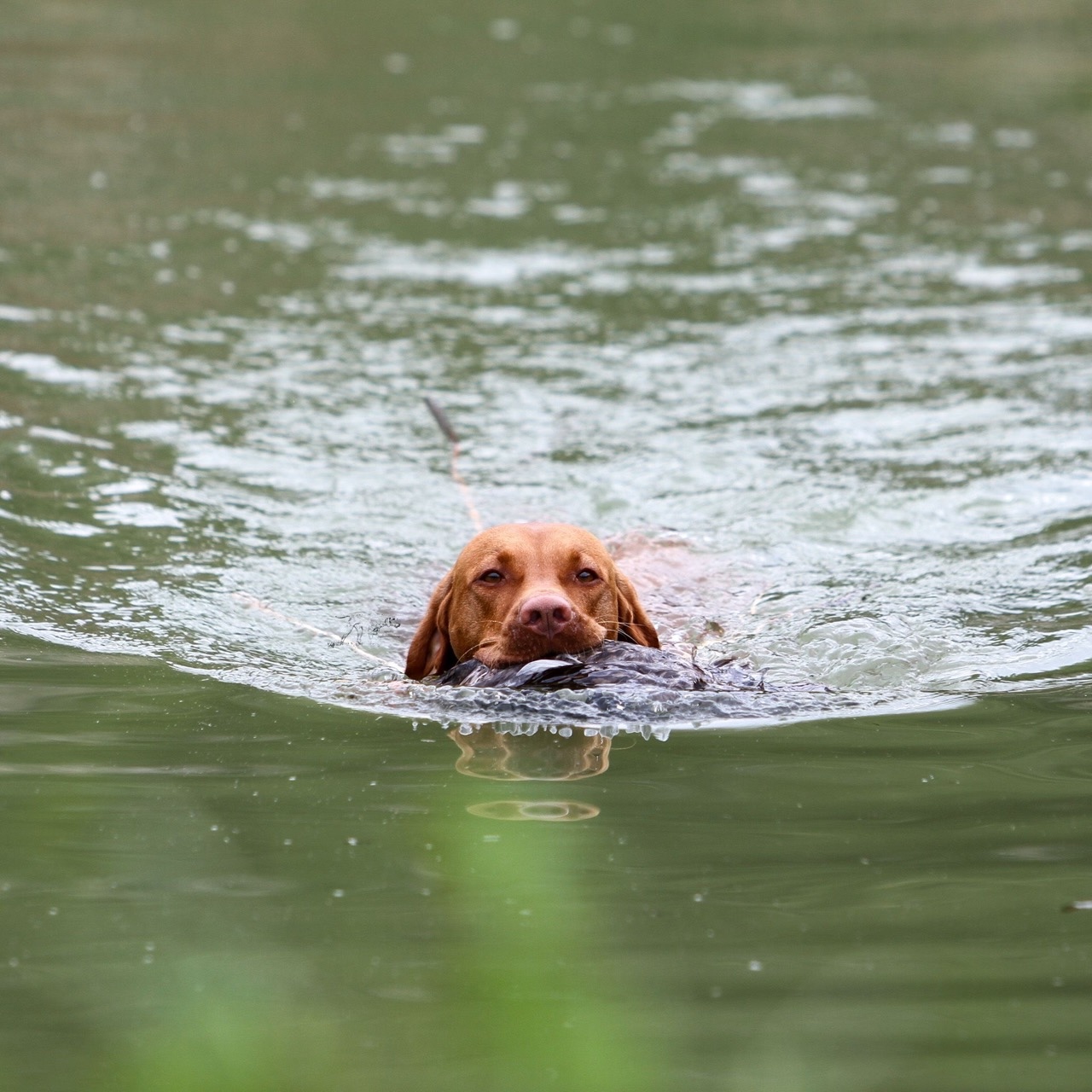 Vizsla schwimmt mit Ente