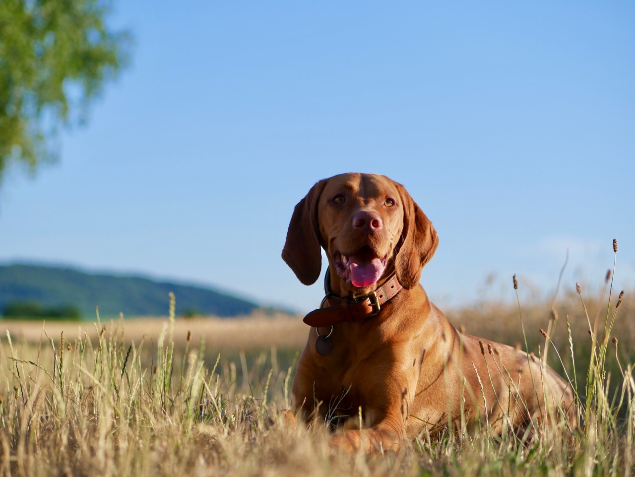 Magyar Vizsla voller Lebensfreude