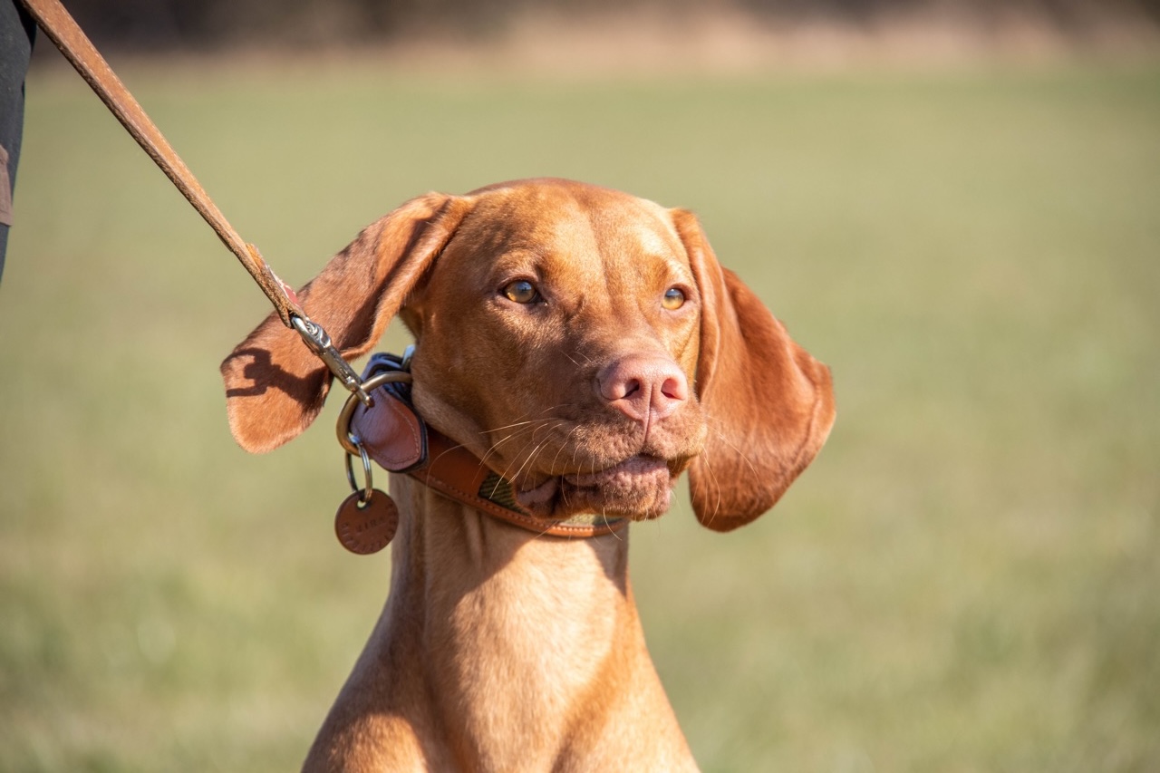Magyar Vizsla Nahaufnahme