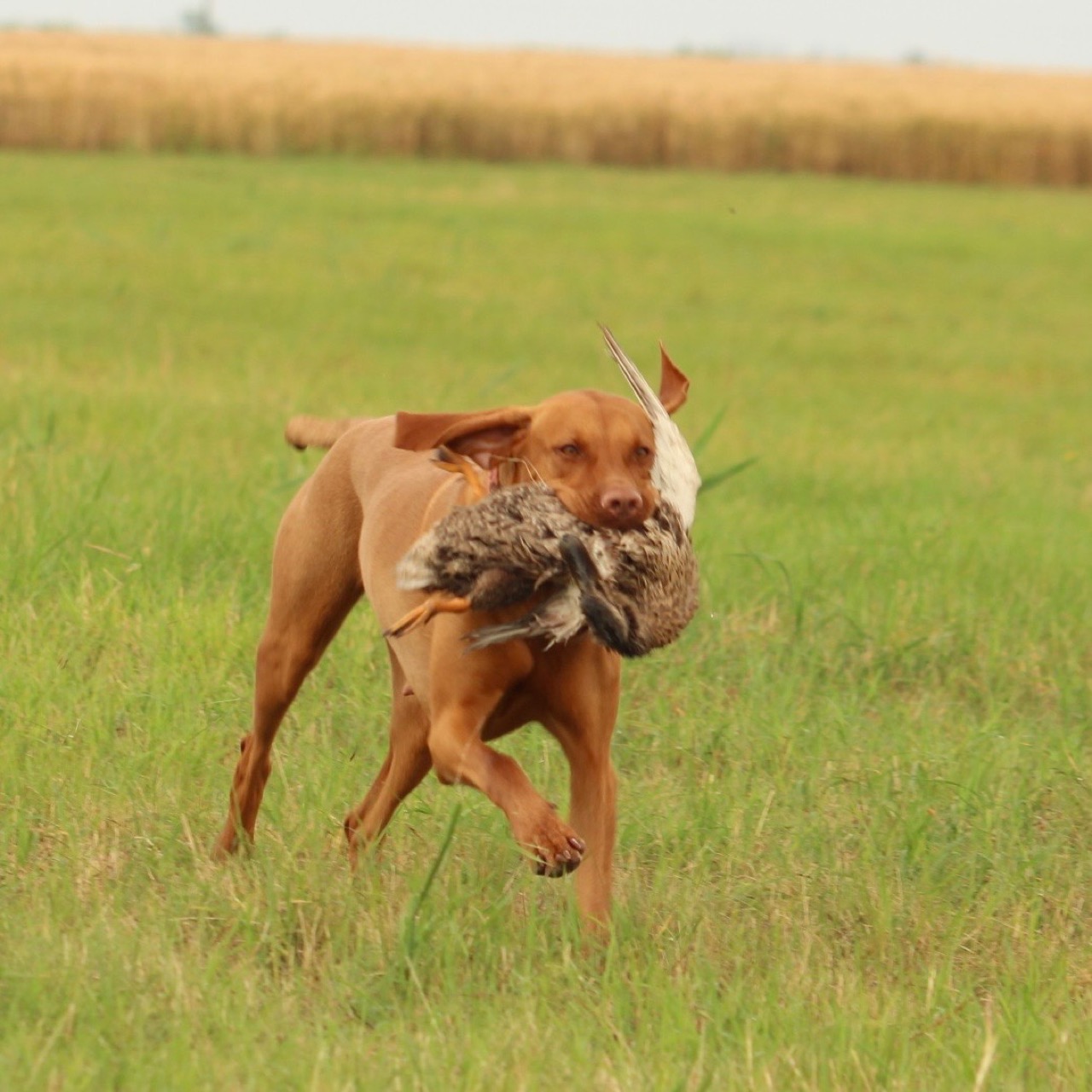 Vizsla apportiert eine Ente