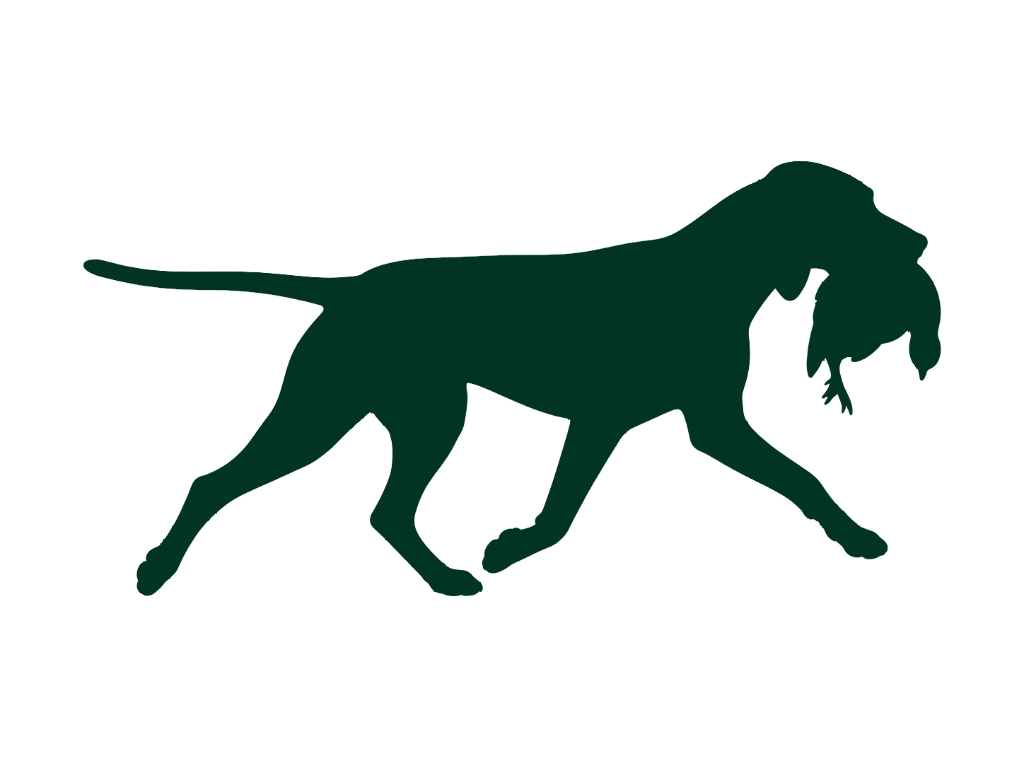 Magyar Vizsla