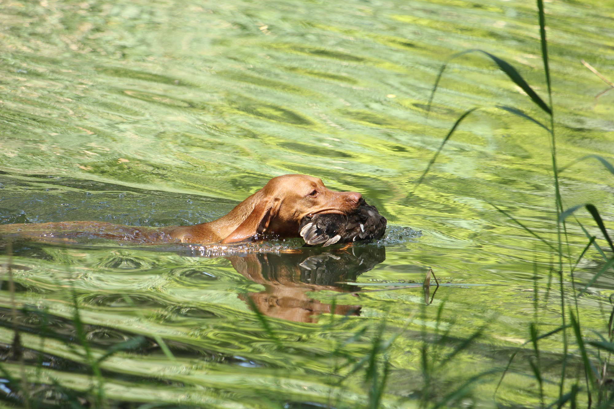 Edler Magyar Vizsla in der Natur