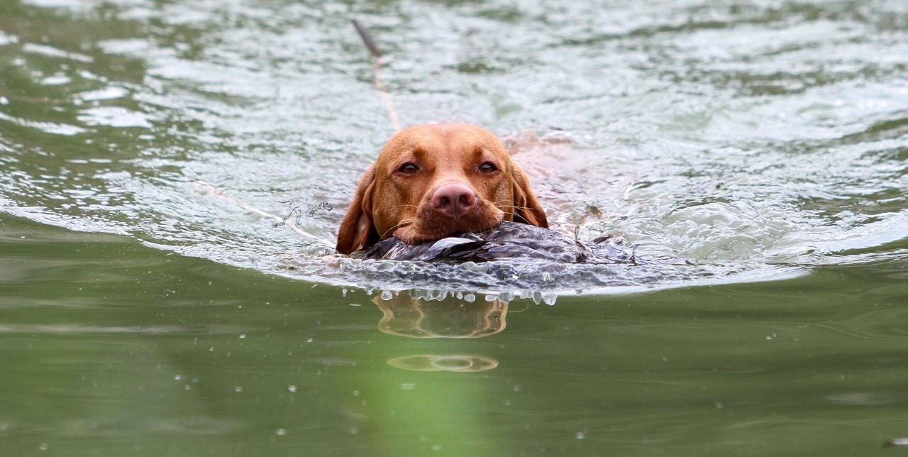 Magyar Vizsla Welpen – Wurfplanung