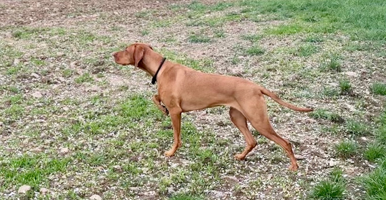 Magyar Vizsla Fotogalerie