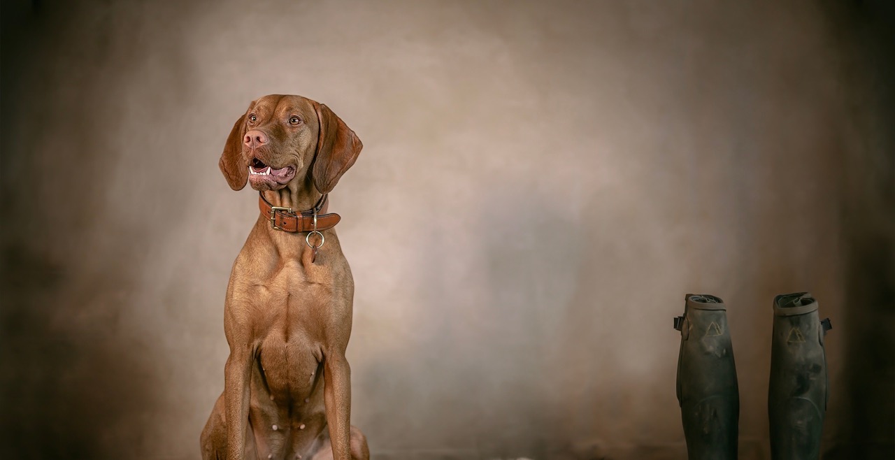 Magyar Vizsla – Kontakt aufnehmen