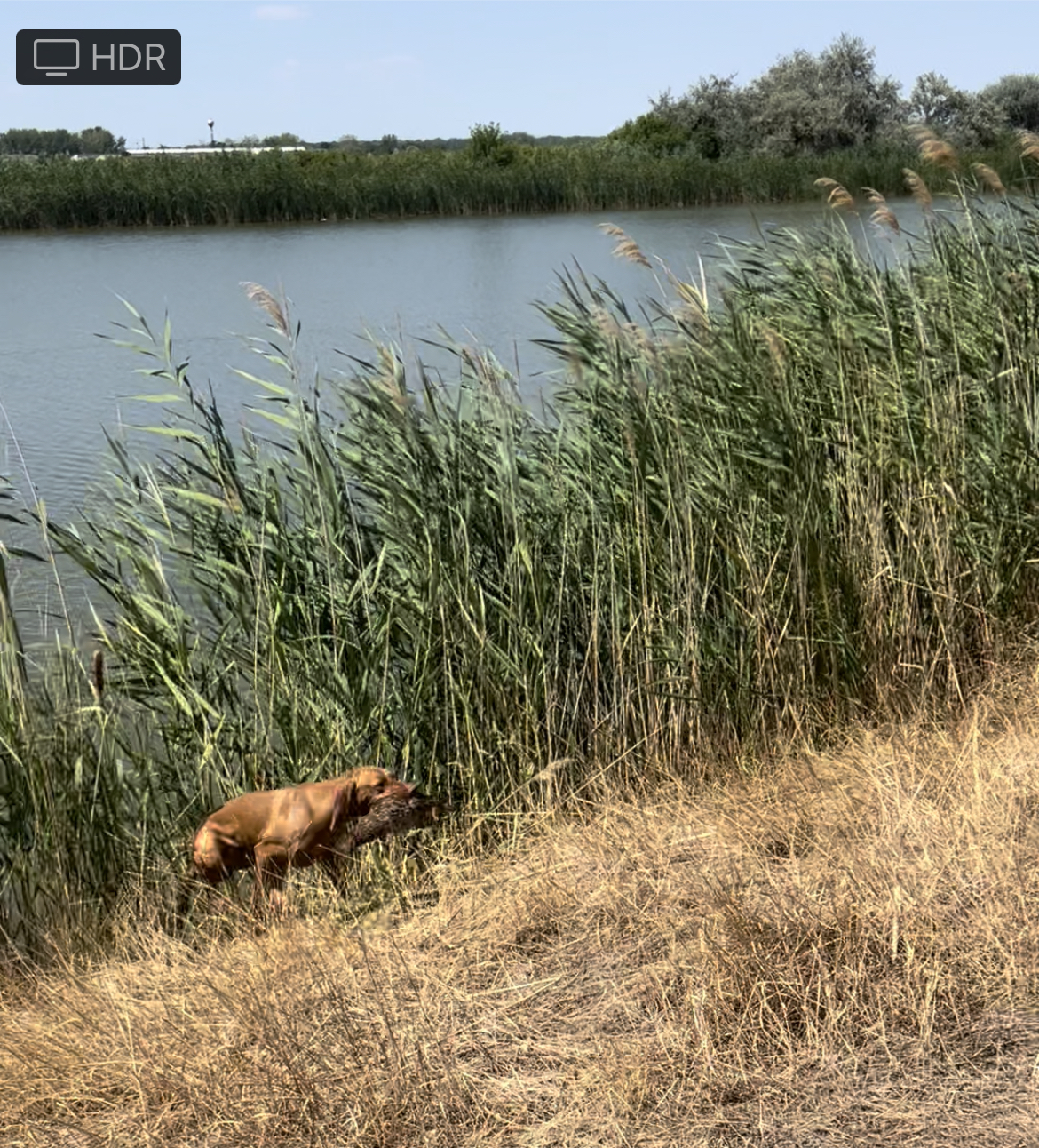 Magyar Vizsla im jagdlichen Einsatz